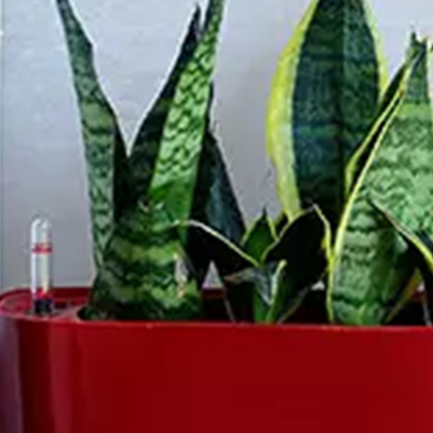 Online Sansevieria Plant in Red Plastic Pot Gift Delivery in Singapore