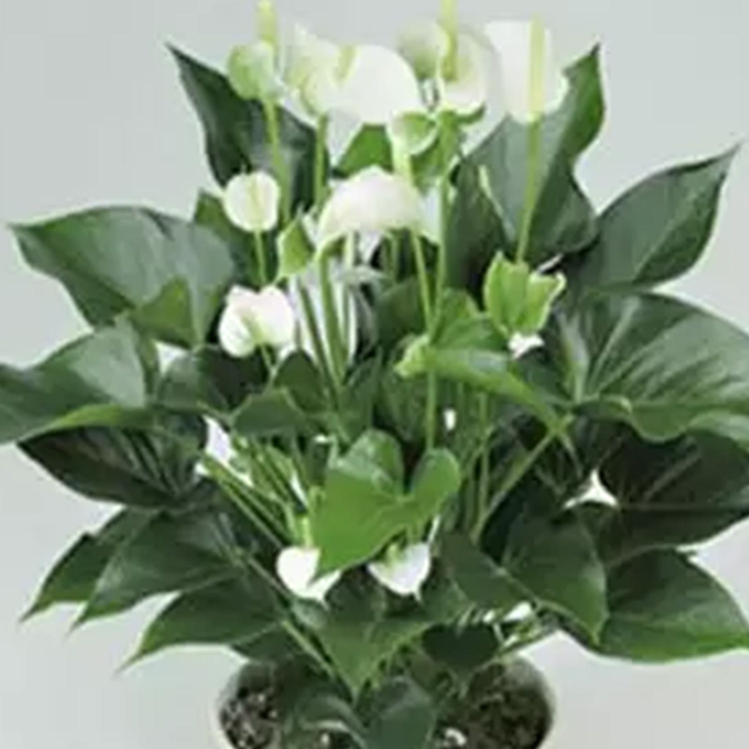 Online White Anthurium Plant Gift Delivery in Singapore - Ferns N Petals