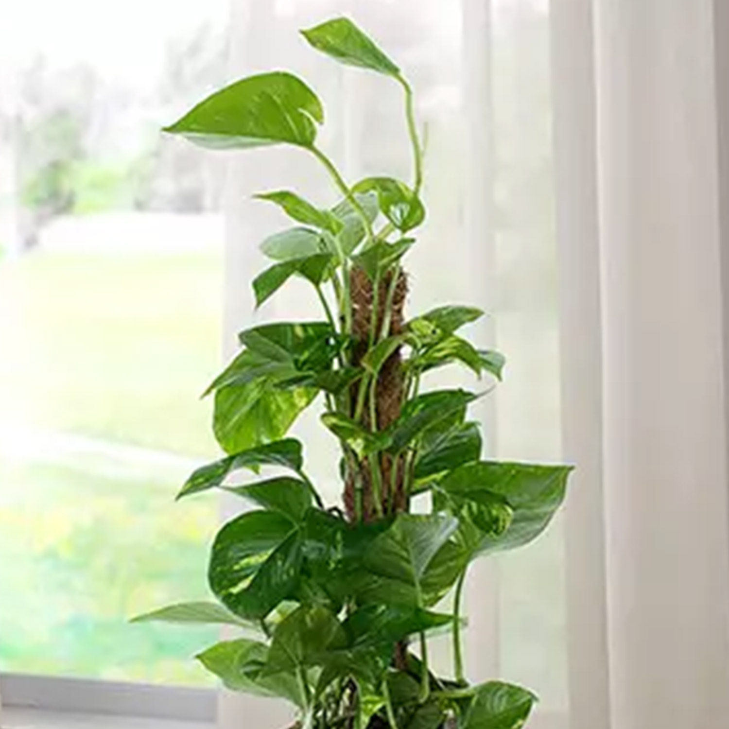 Online Jute Wrapped Epipremnum Aureum Plant Gift Delivery in Singapore