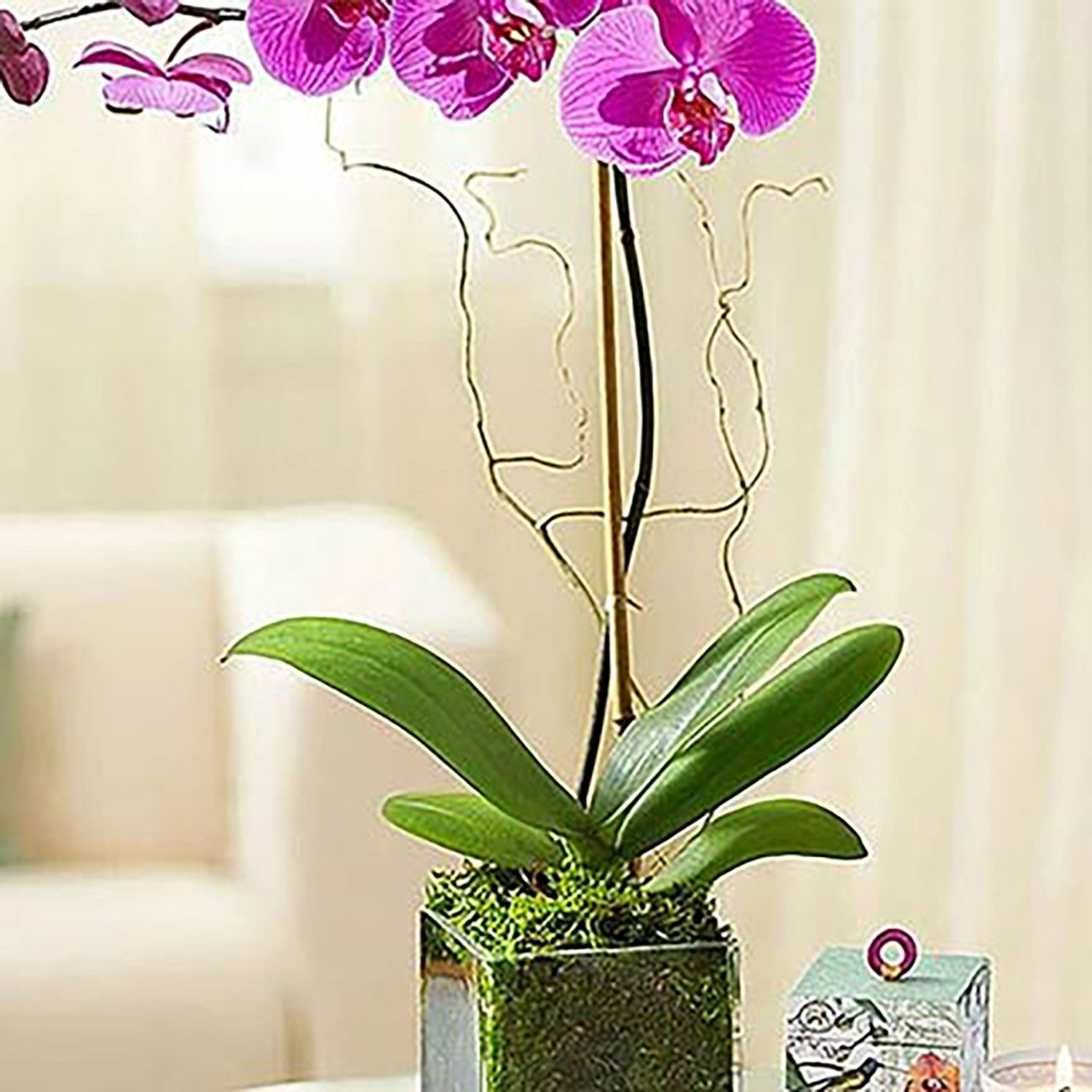 Online Purple Orchid Plant In Glass Vase Gift Delivery in Singapore