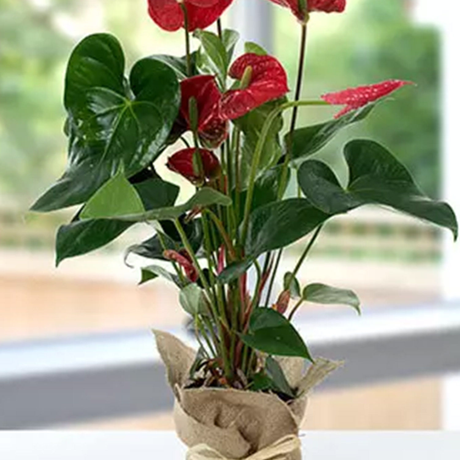 Online Red Anthurium Jute Wrapped Potted Plant Gift Delivery in