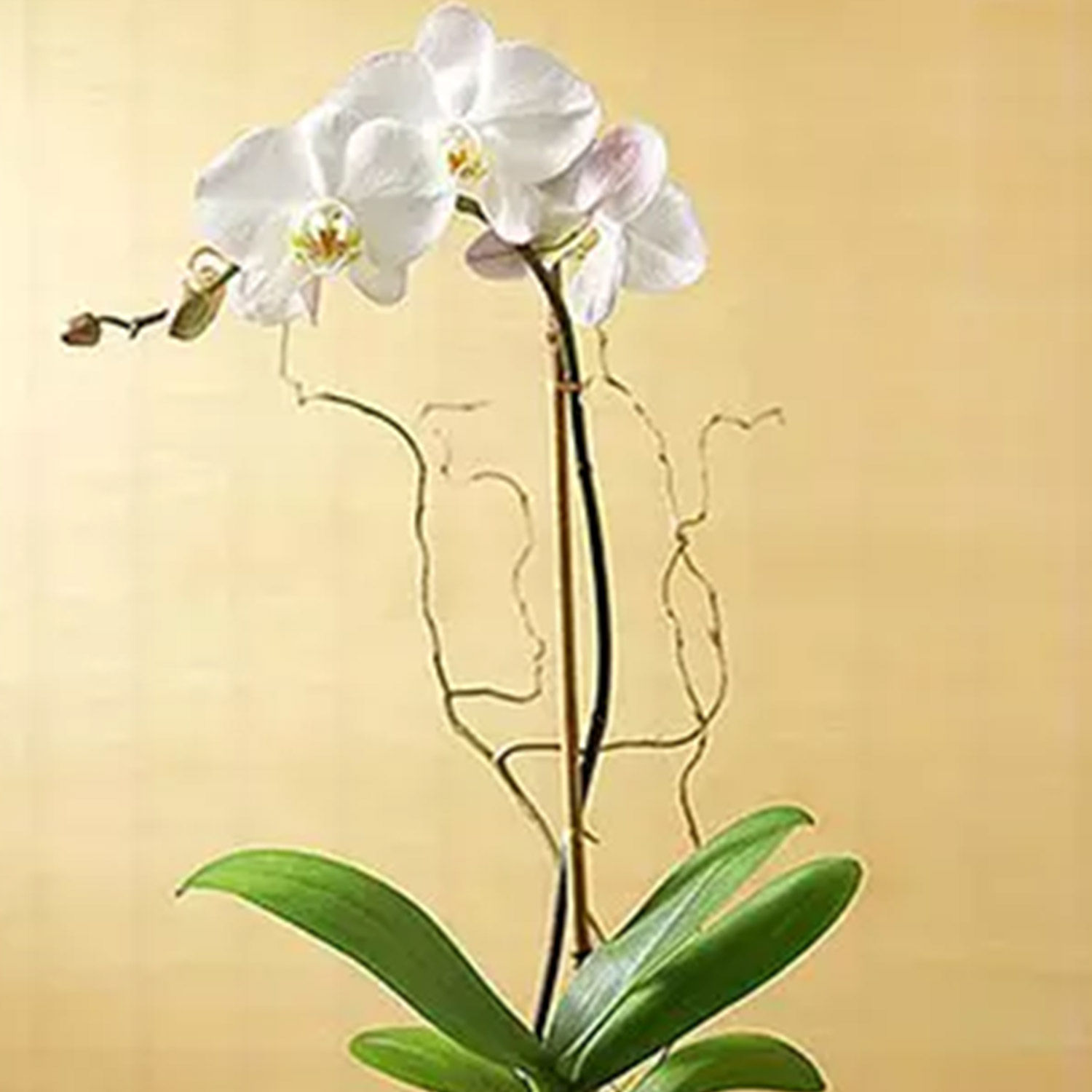 Online White Orchid Plant In Glass Vase Gift Delivery in Singapore FNP