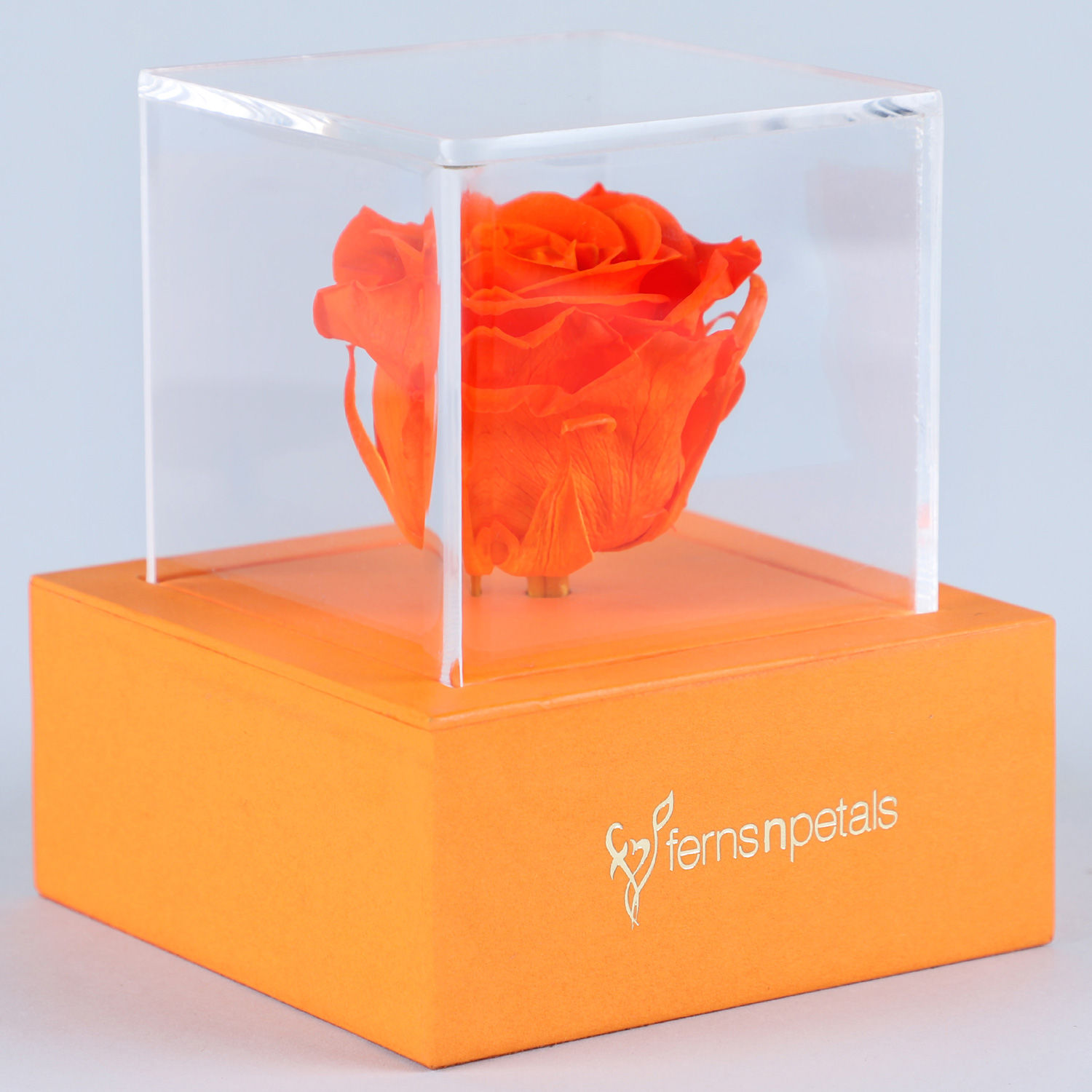 Online Orange Forever Rose In Orange Box Gift Delivery in Singapore FNP