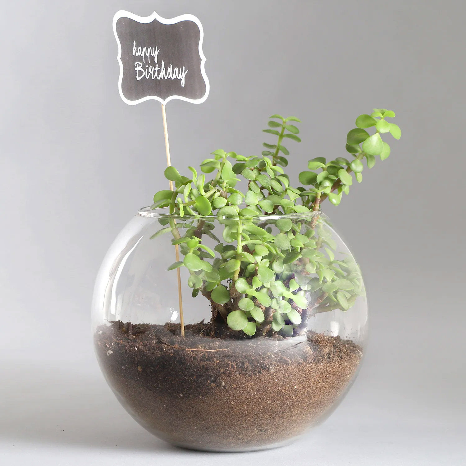 Online Birthday Jade Plant Gift Delivery in Singapore