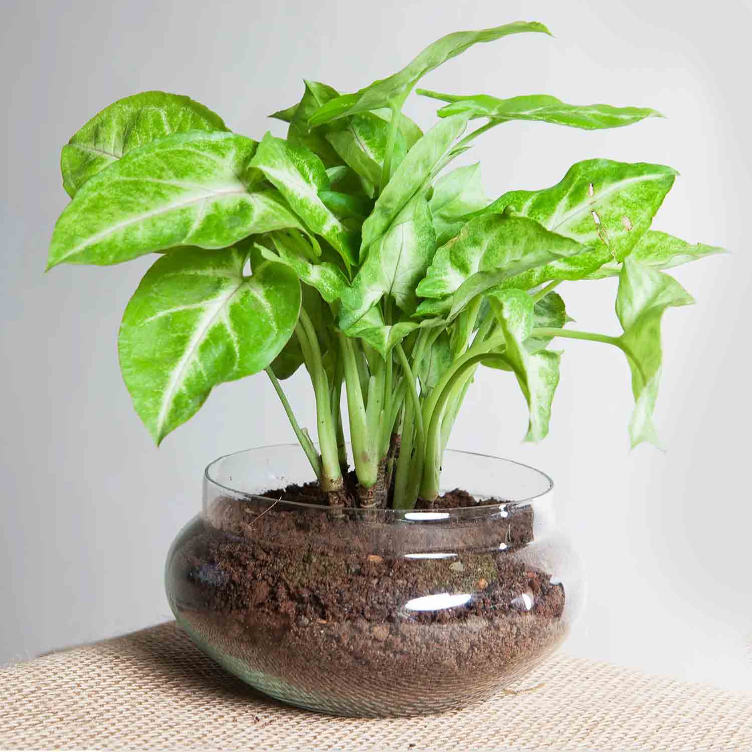 Online Golden Money Plant In Potpourri Vase Gift Delivery in Singapore ...