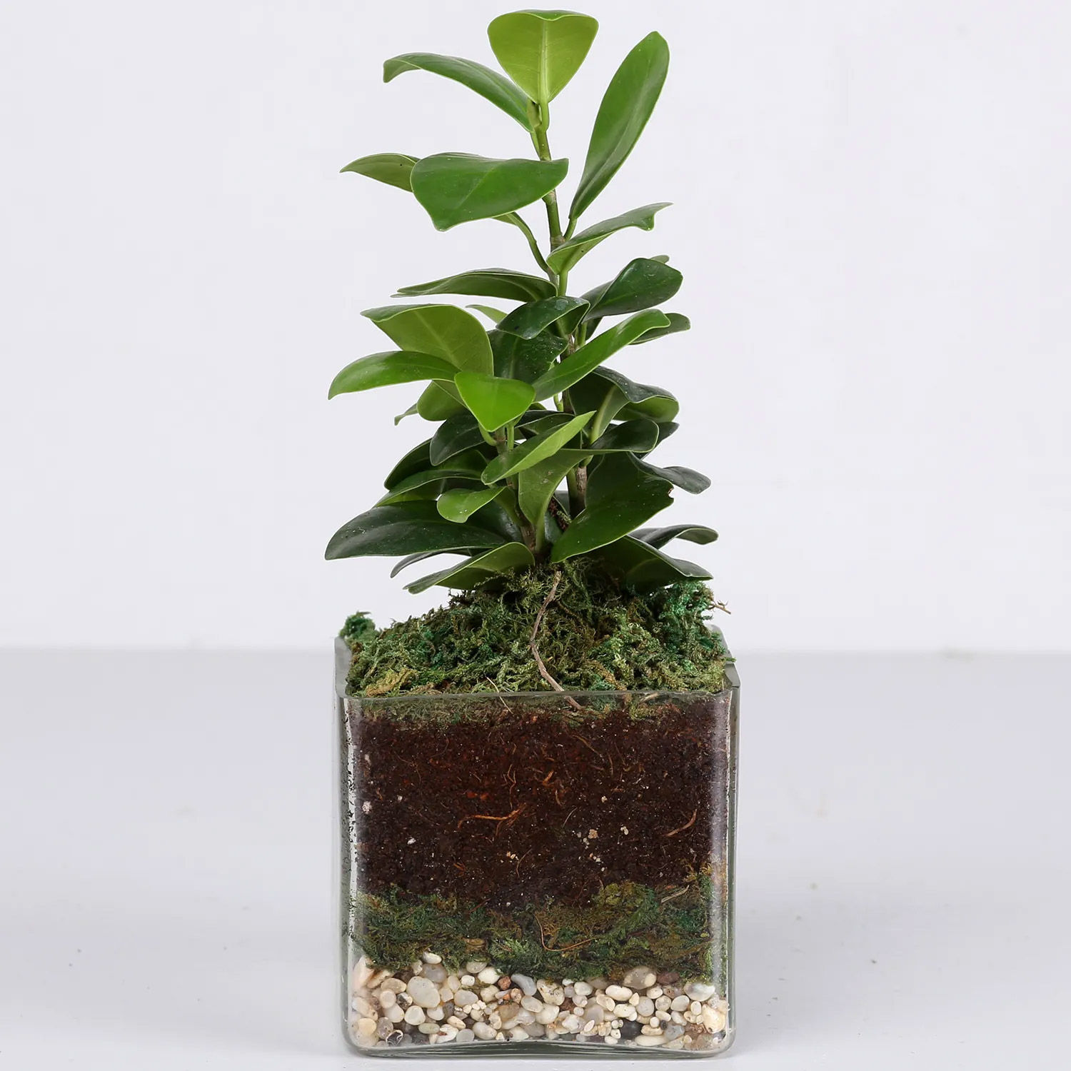 Online Ficus Compacta Terrarium Gift Delivery in Singapore