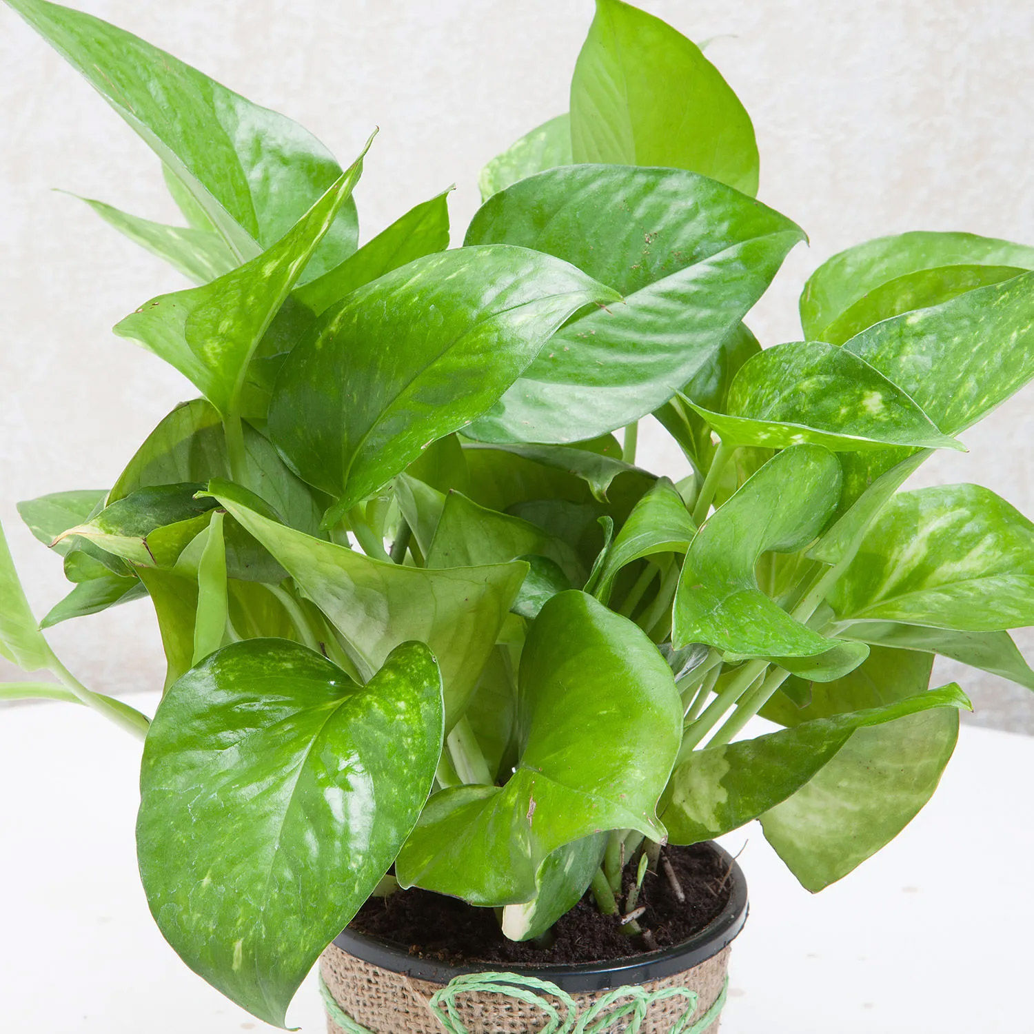 Online Green Leafy Money Plant Gift Delivery in Singapore - FNP