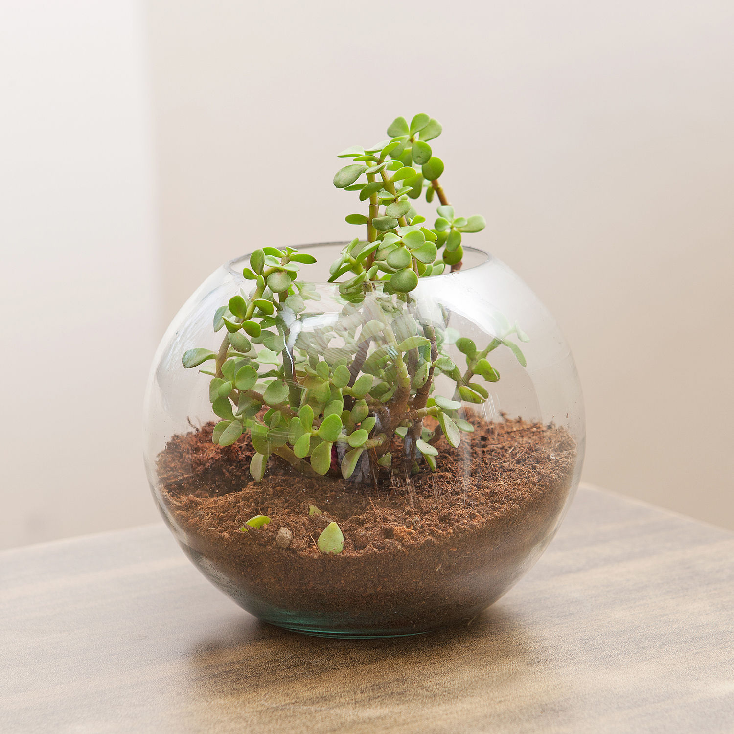 Online Jade Plant In Round Vase Gift Delivery in Singapore FNP