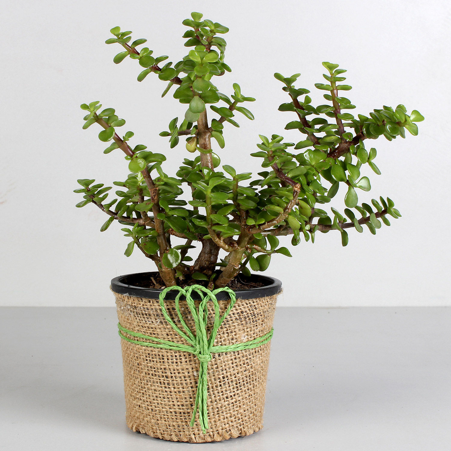 online-beautiful-jade-plant-in-black-plastic-pot-gift-delivery-in-singapore-fnp