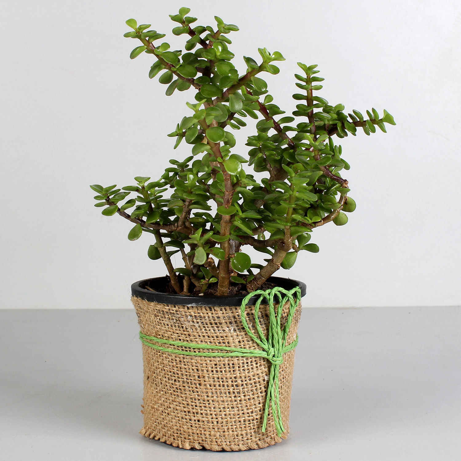 Online Beautiful Jade Plant in Black Plastic Pot Gift