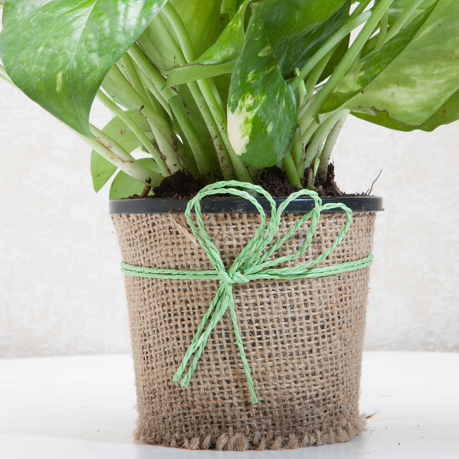 Online Beautiful Money Plant for Prosperity Gift Delivery