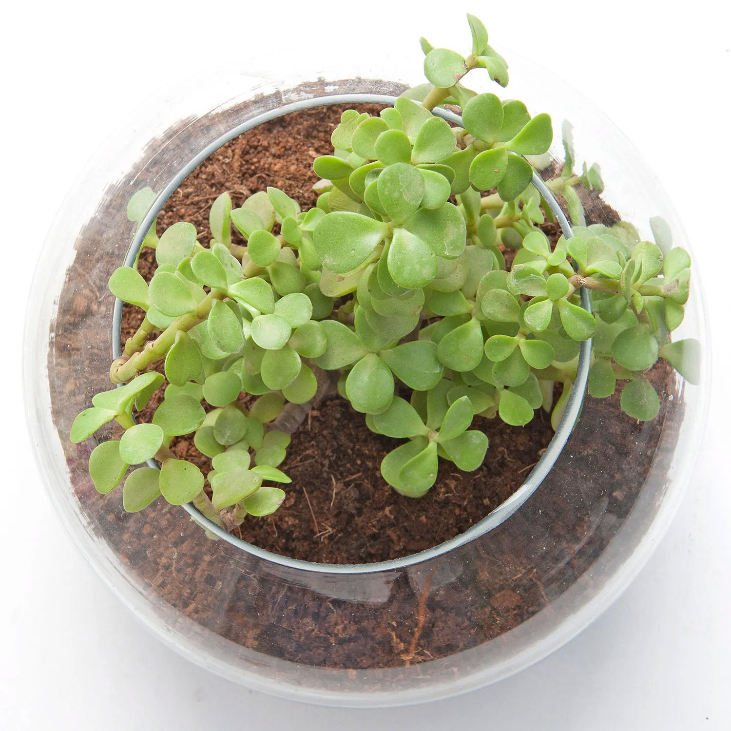 Online Jade Plant For Best Husband Gift Delivery in