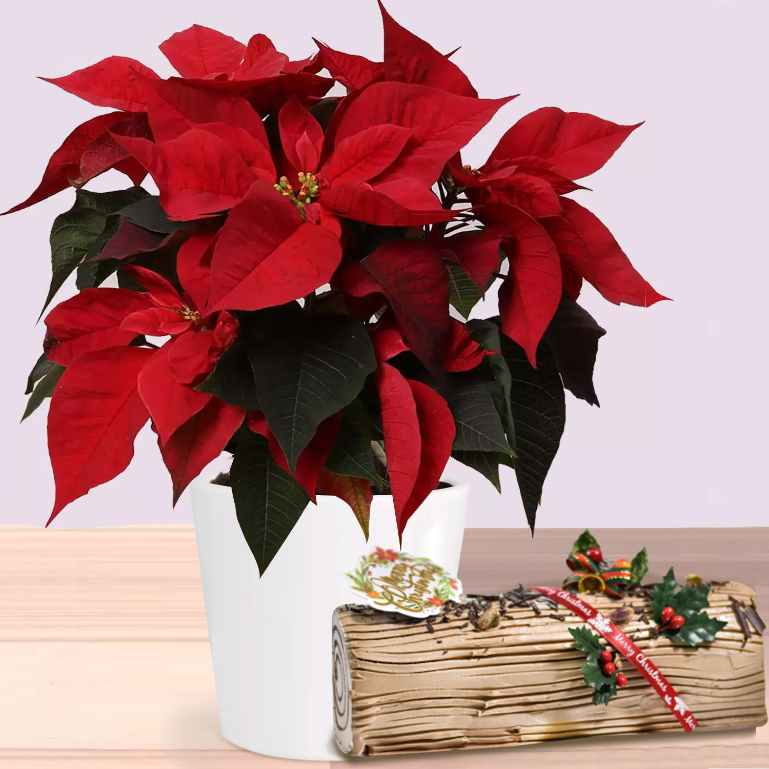 Online Poinsettia Plant In Wooden Vase with Chocolate log cake Gift ...