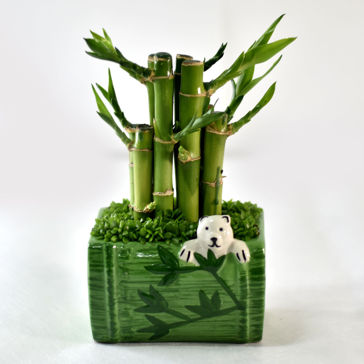 Online Bamboo Plant In Green Pot Gift Delivery in