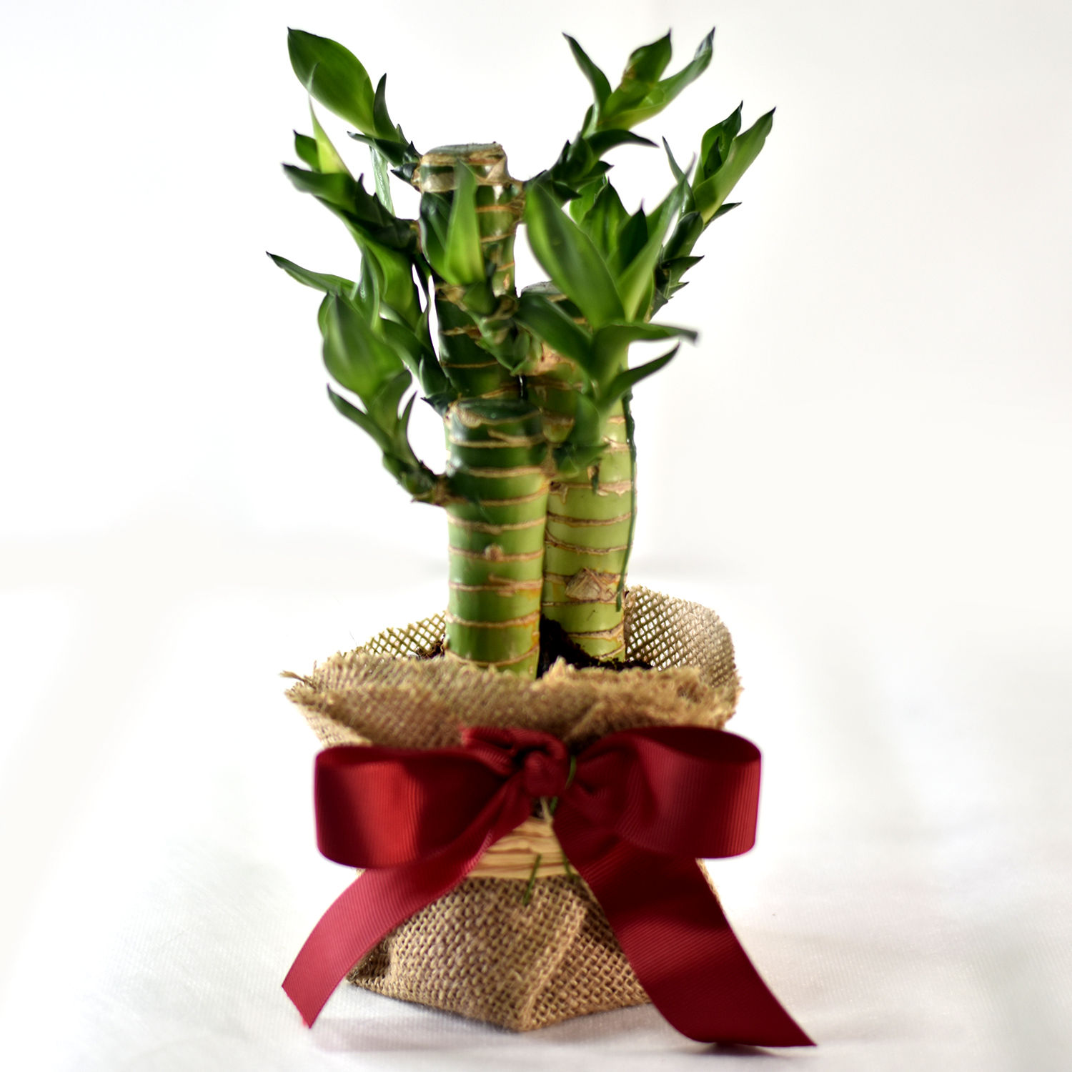 Online Bamboo Plant Elegant Gift Gift Delivery in Singapore FNP