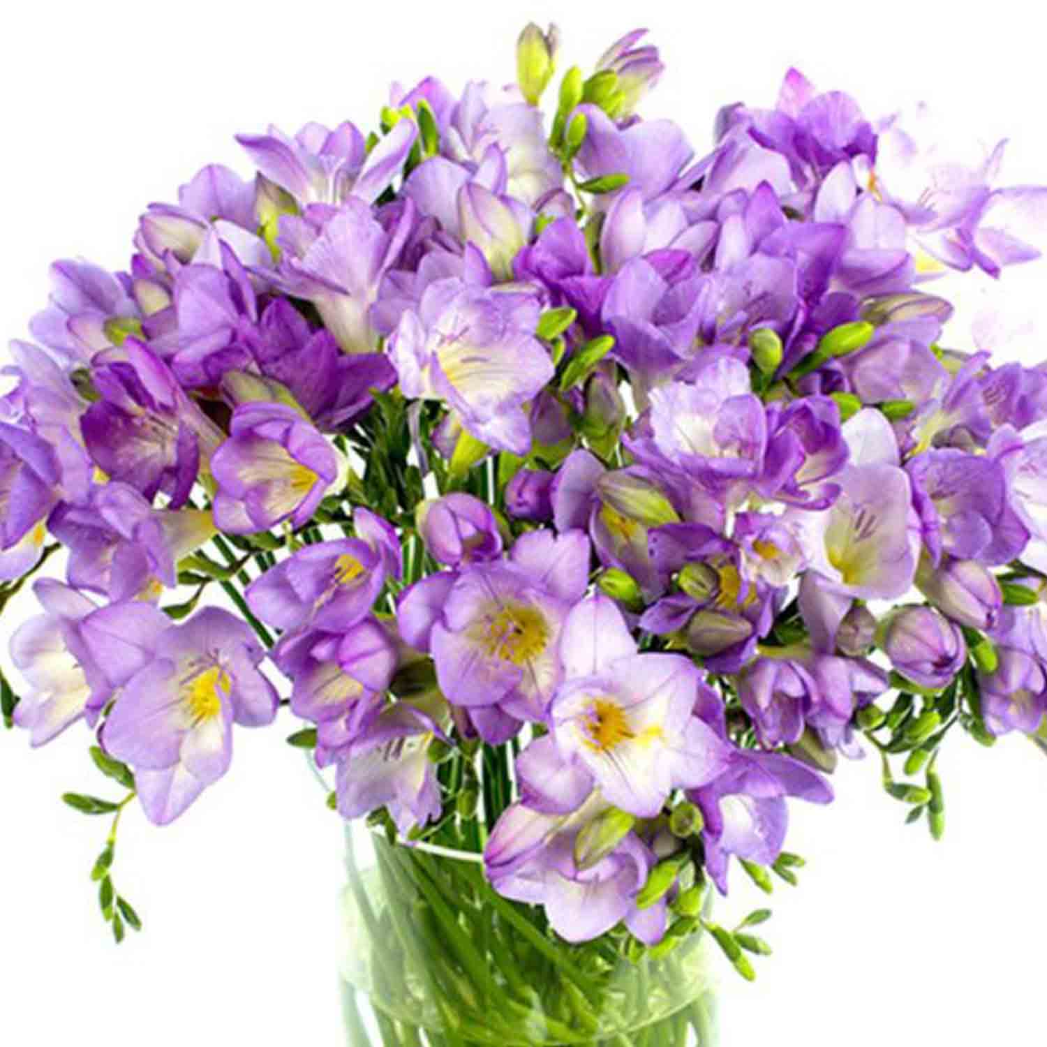 Online Darling Purple Freesias Vase Gift Delivery in Singapore - FNP