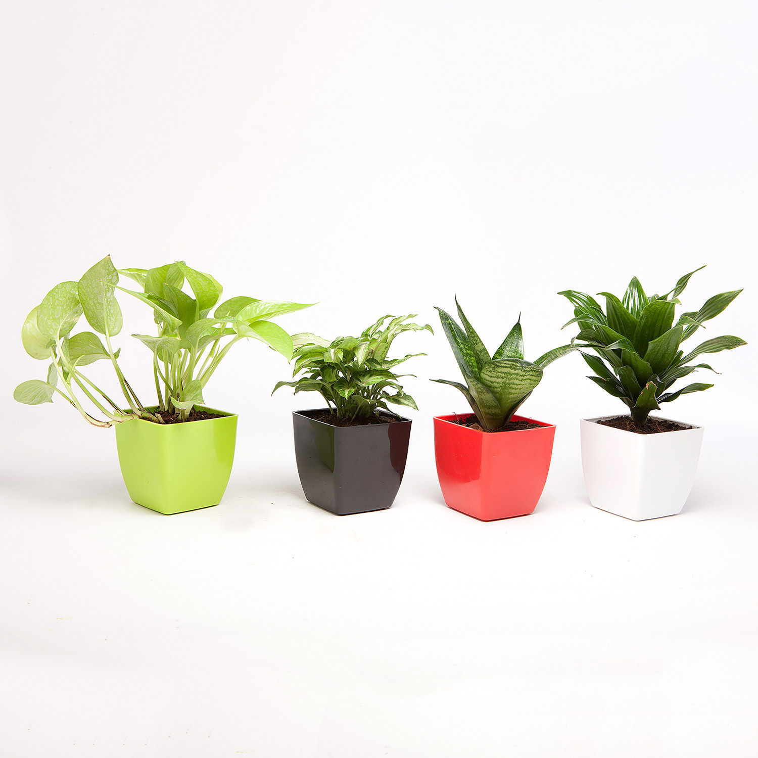 plastic plants online
