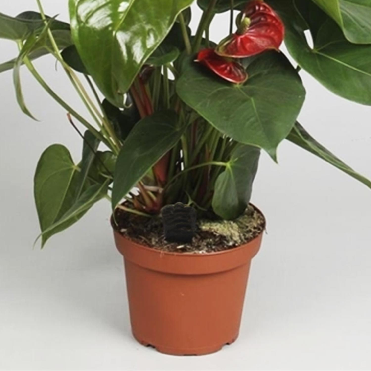 Online Anthurium Plant In Round Red Pot Gift Delivery in Singapore