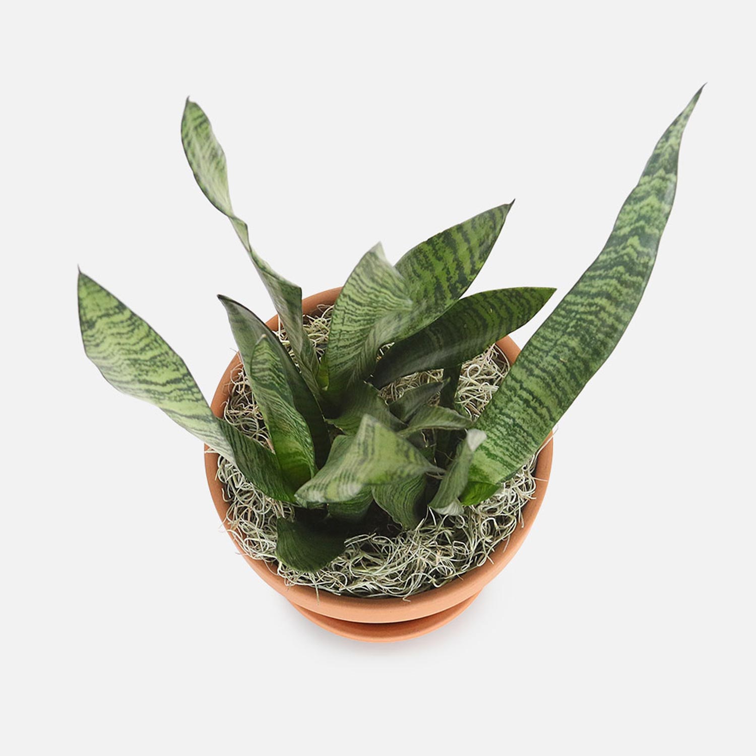 Online Air Purifying Snake Plant In Nursery Pot Gift Delivery in
