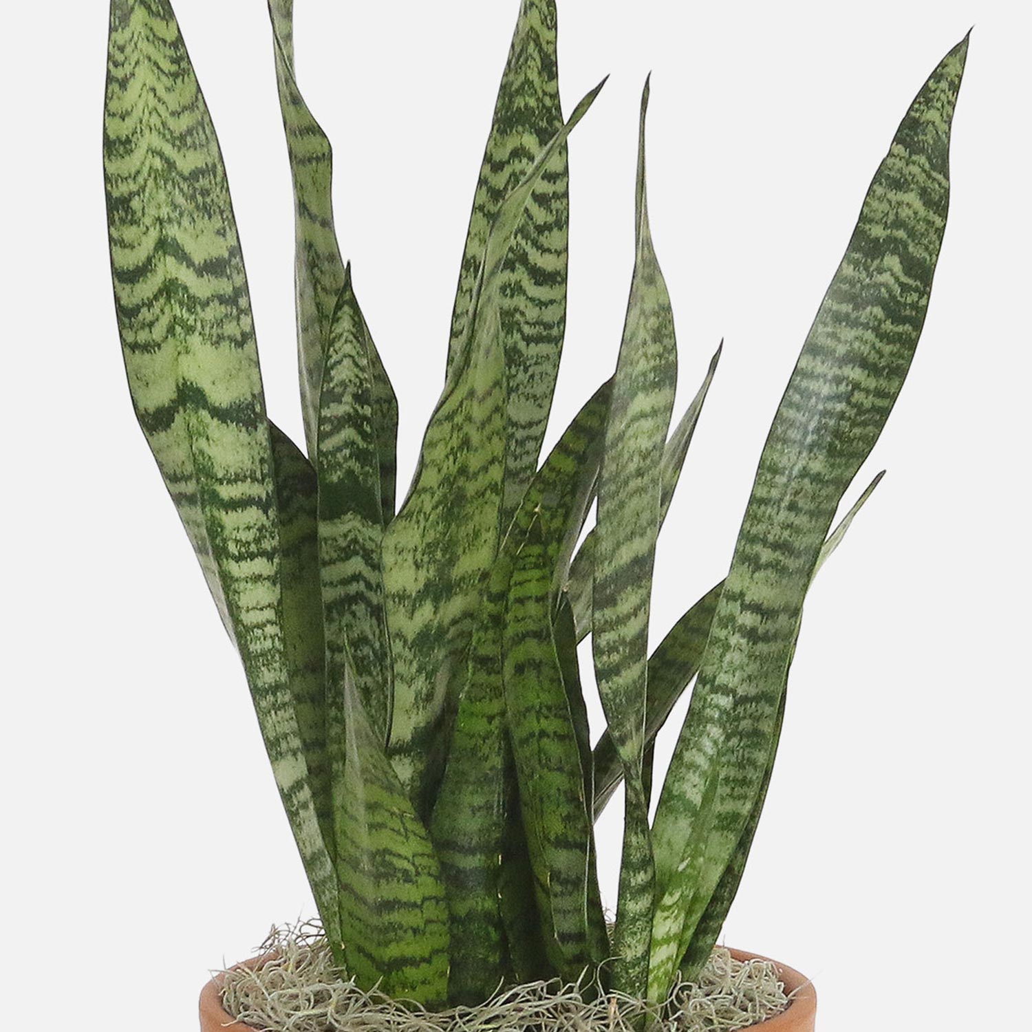Online Air Purifying Snake Plant In Nursery Pot Gift Delivery in