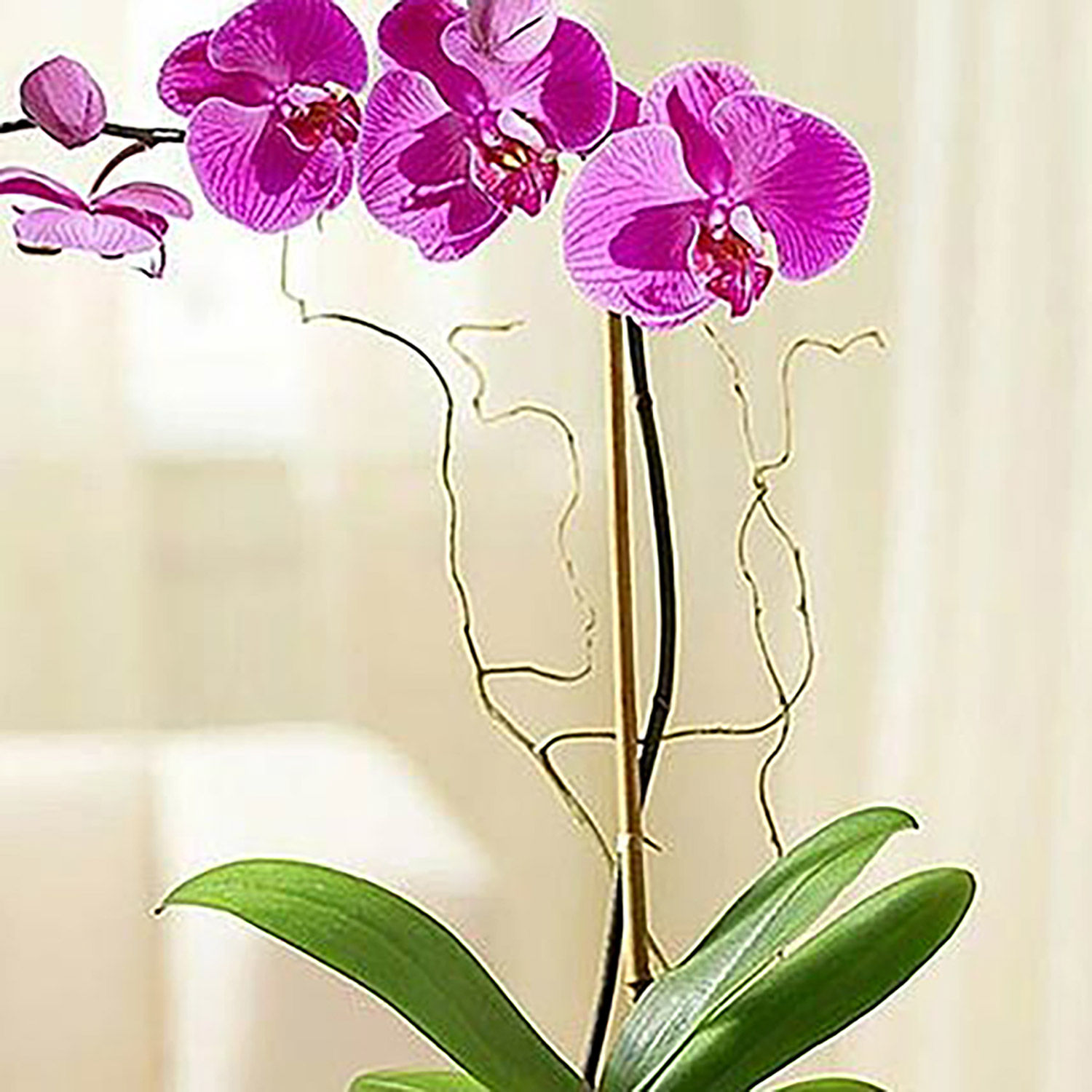 Online Sweet Purple Orchid Plant In Glass Vase Gift Delivery in Singapore Ferns N Petals