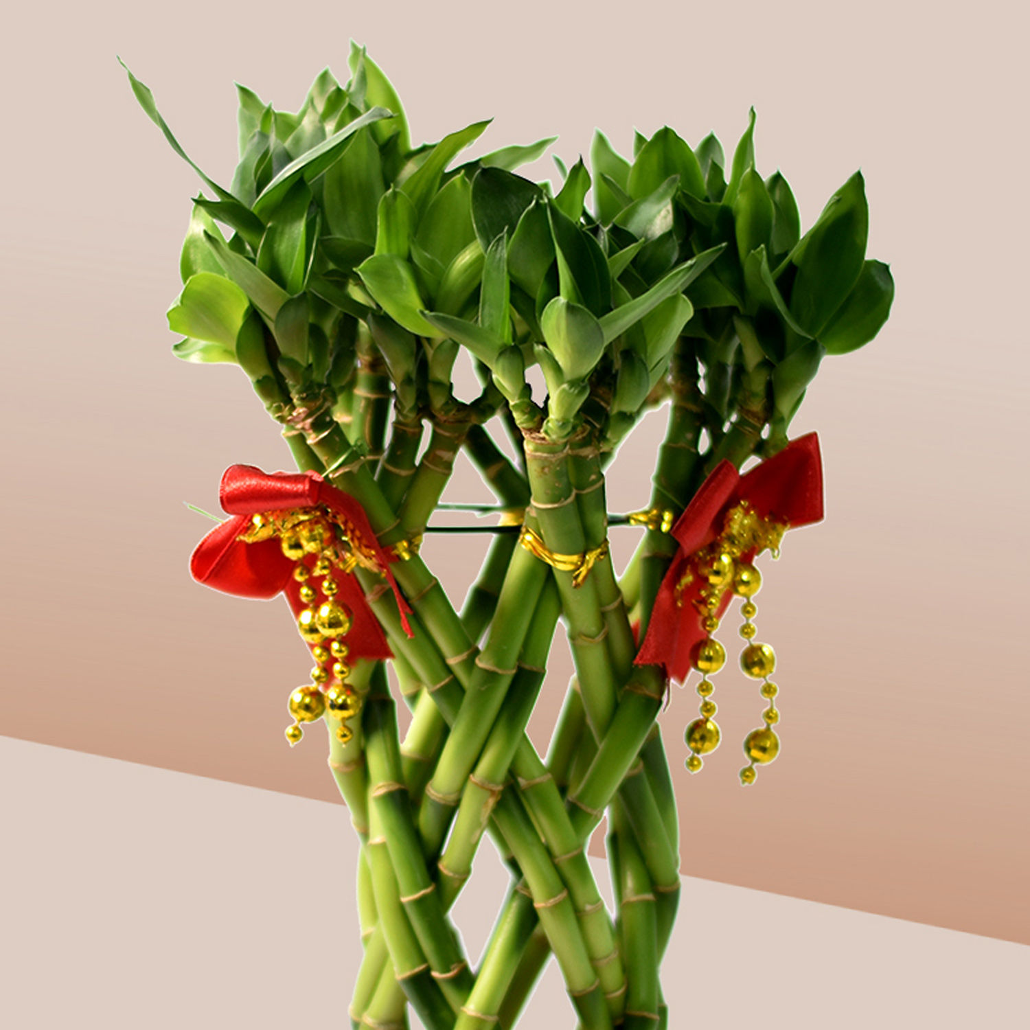 Online Lucky Bamboo In Chinese New Year Theme Pot T Delivery In