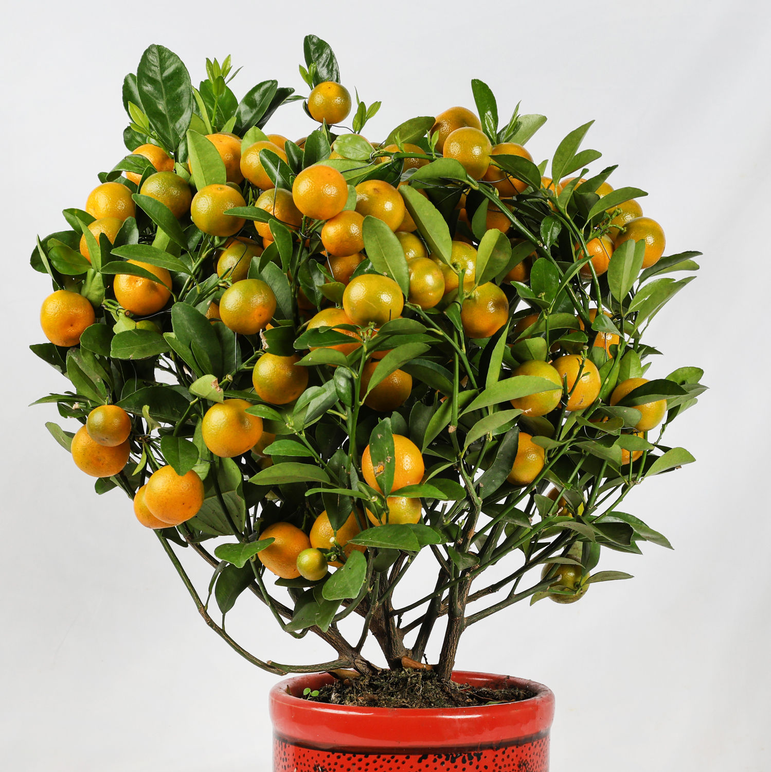 Online Orange Tree Pot Gift Delivery in Singapore - FNP