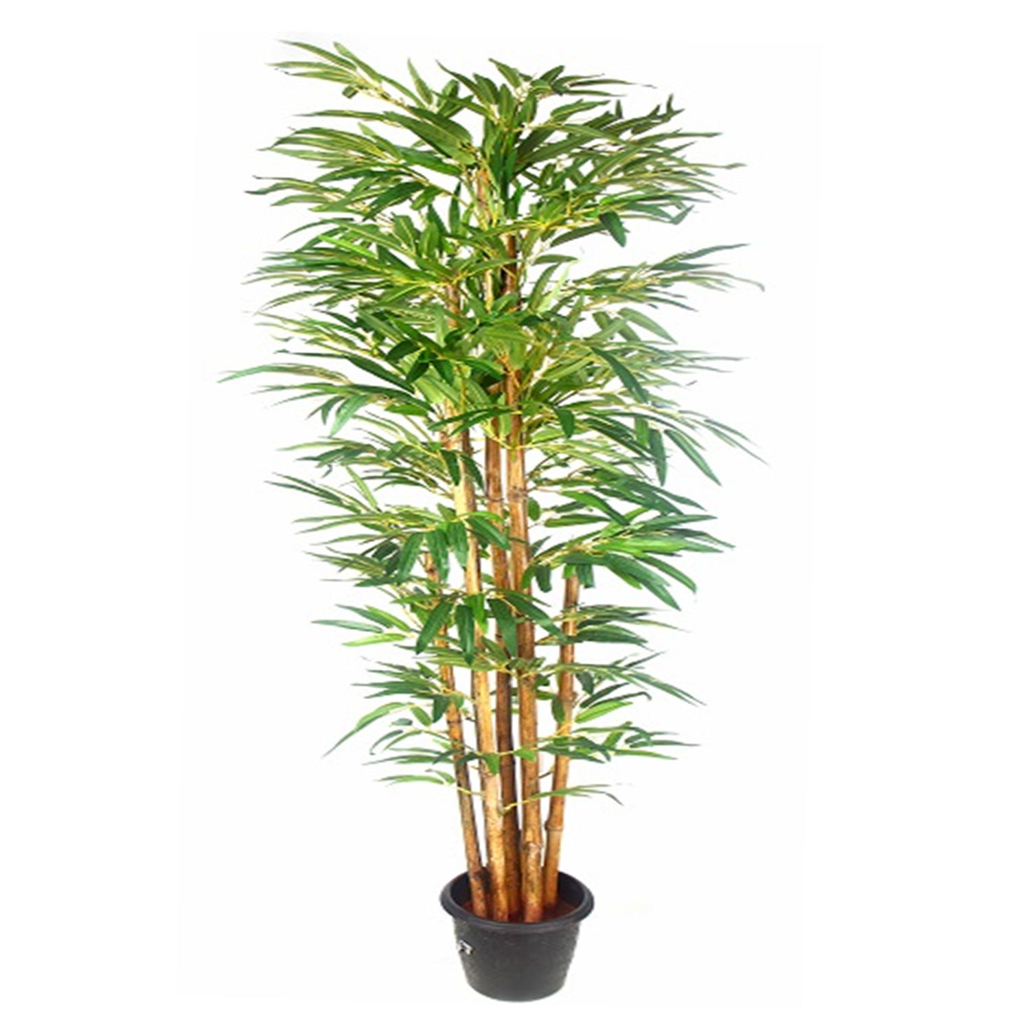Online Buddha Bamboo Plant Pot Gift Delivery in Singapore FNP
