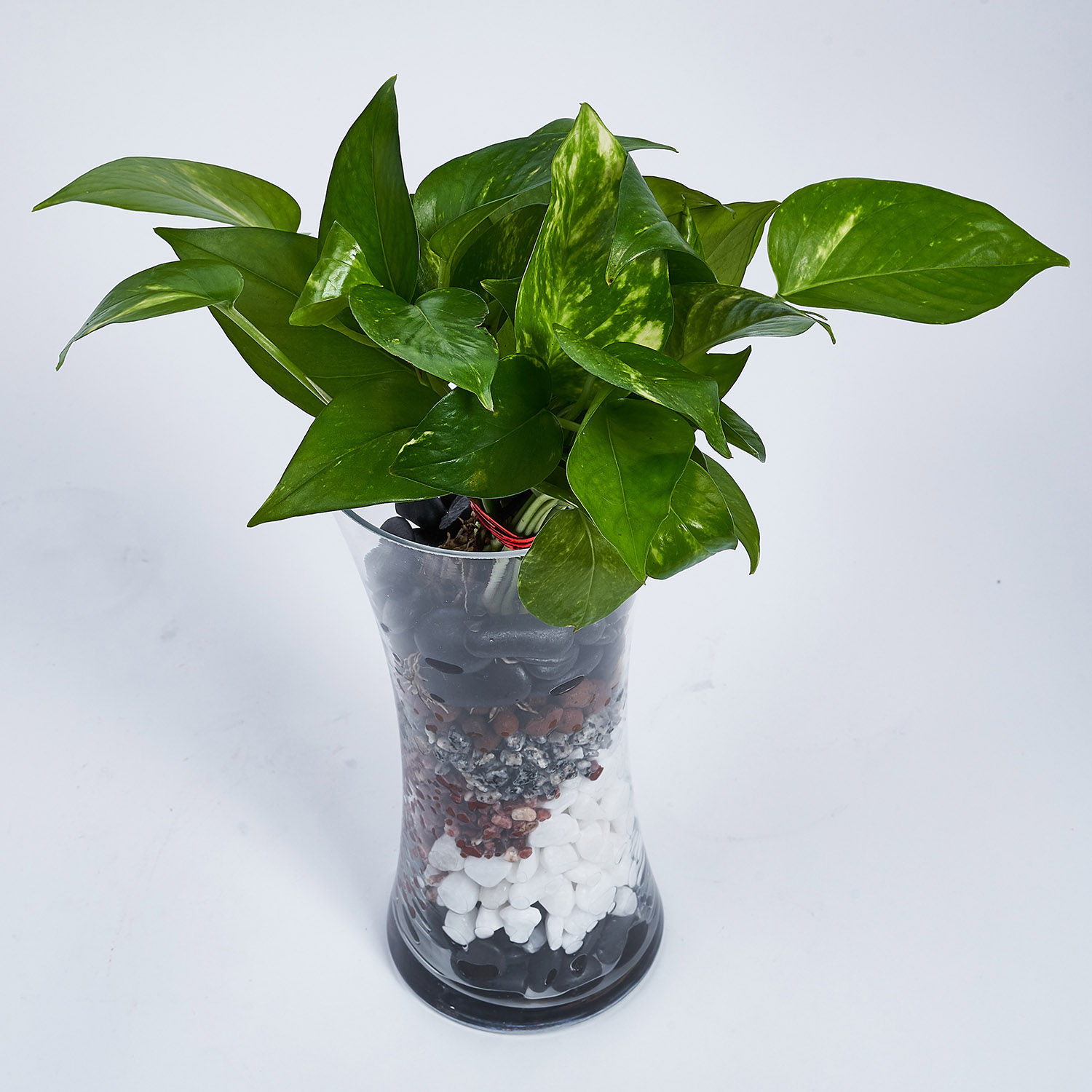 Online Money Plant In Tall Vase Gift Delivery in Singapore FNP