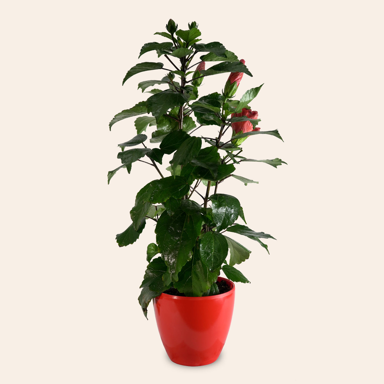 Online Hibiscus Plant Gift Delivery in Singapore FNP