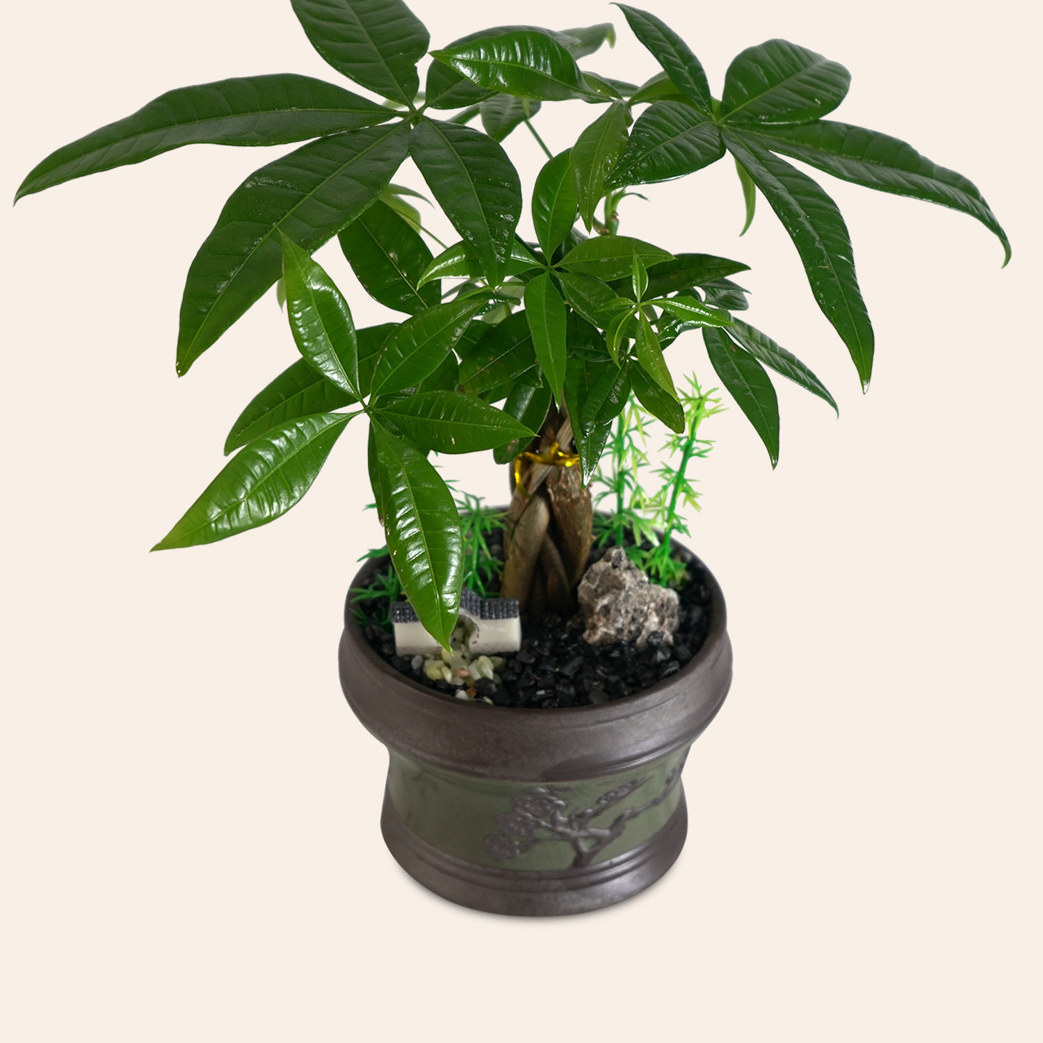 Online Pachira Plant Gift Delivery in Singapore FNP