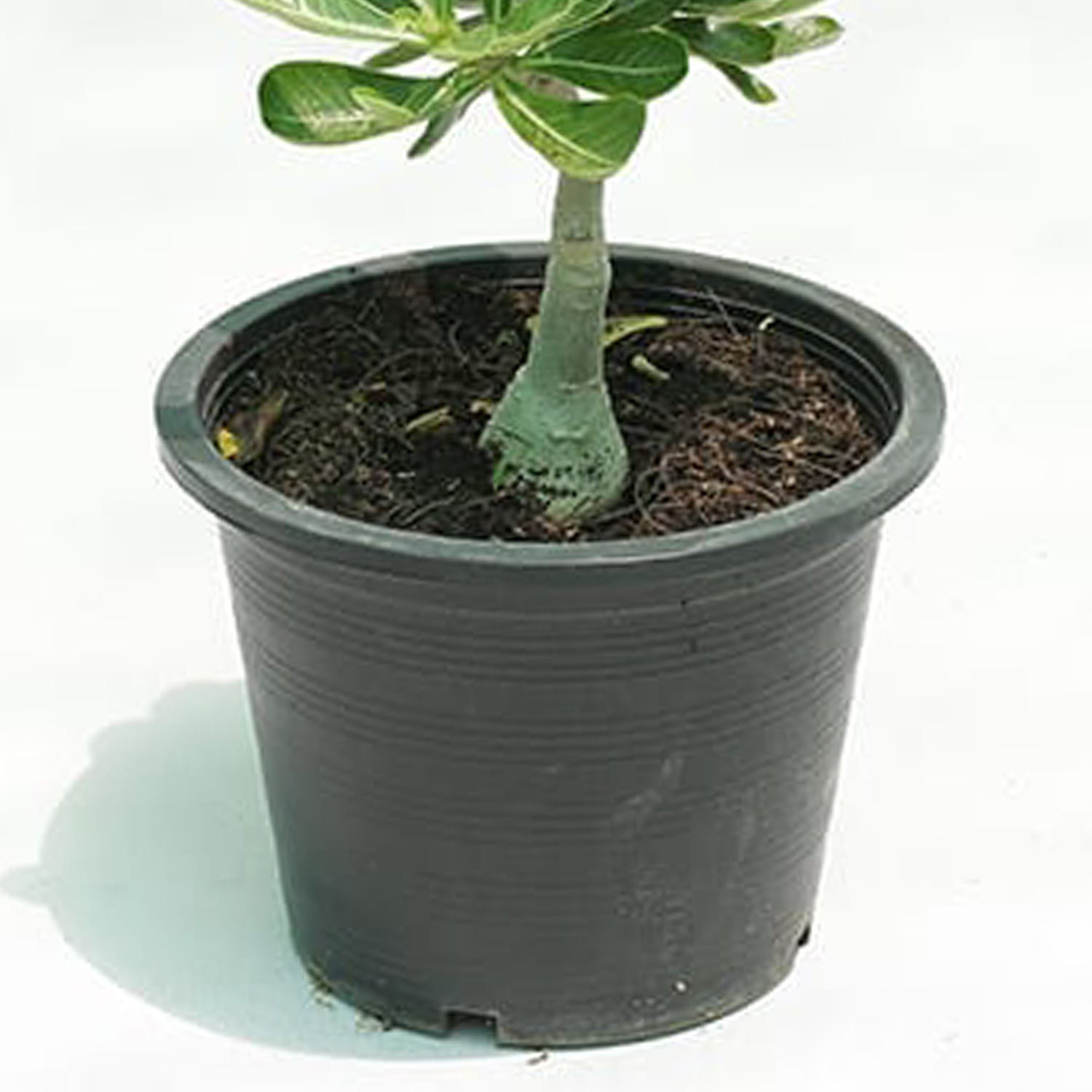 Online Desert Rose Plant Pot Gift Delivery in Singapore FNP