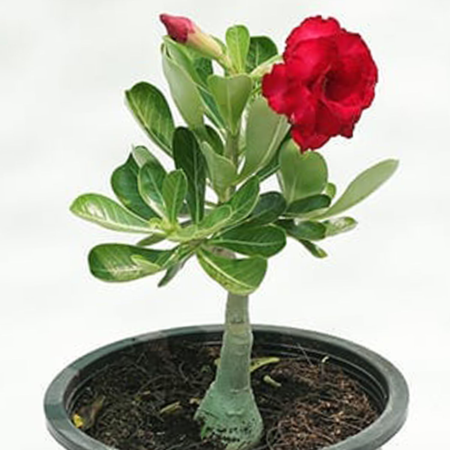 Online Desert Rose Plant Pot T Delivery In Singapore Fnp 7644