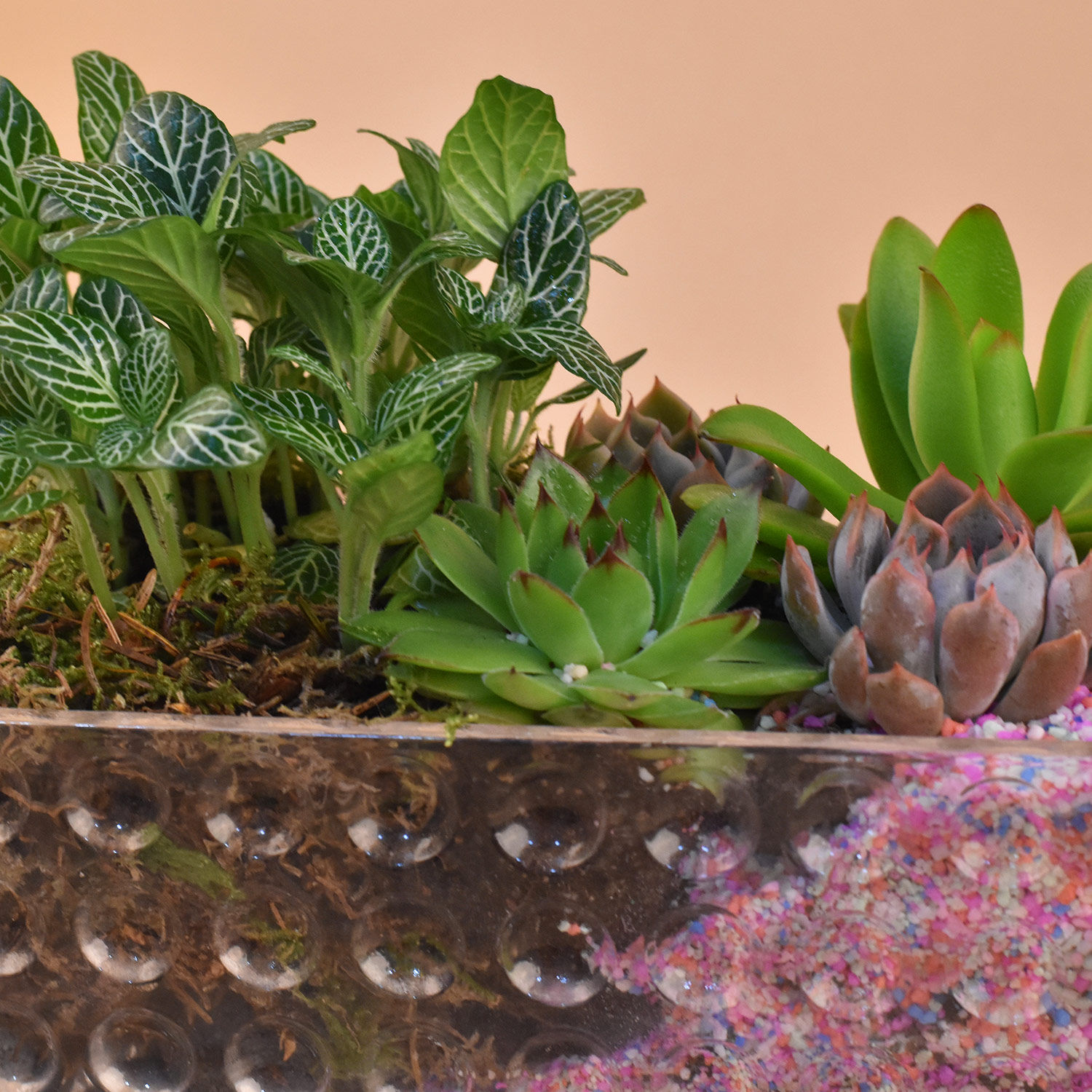 Online Succulents Terrarium Gift Delivery in Singapore FNP