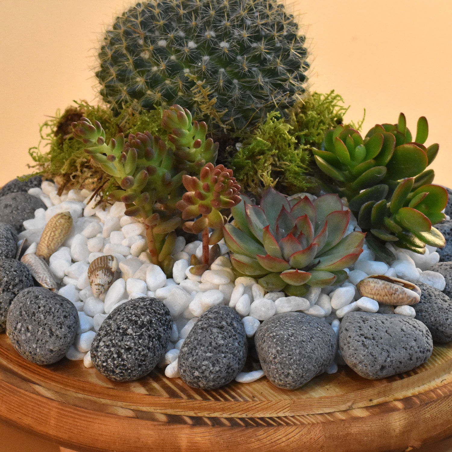Online Succulent Plants Dome Glass Terrarium Gift Delivery in Singapore