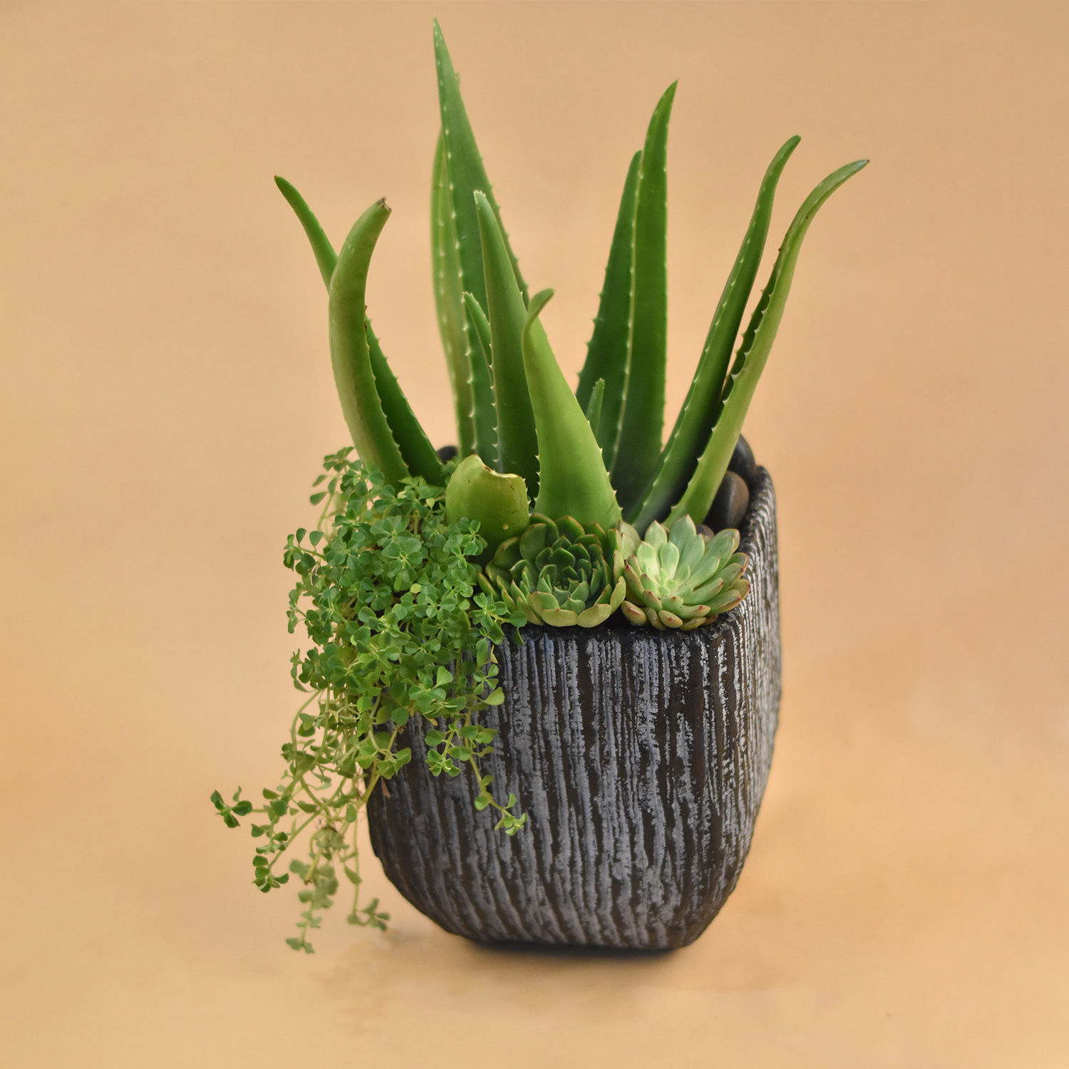 Online Aloe Vera & Echevieria Plant Vase Gift Delivery in Singapore FNP